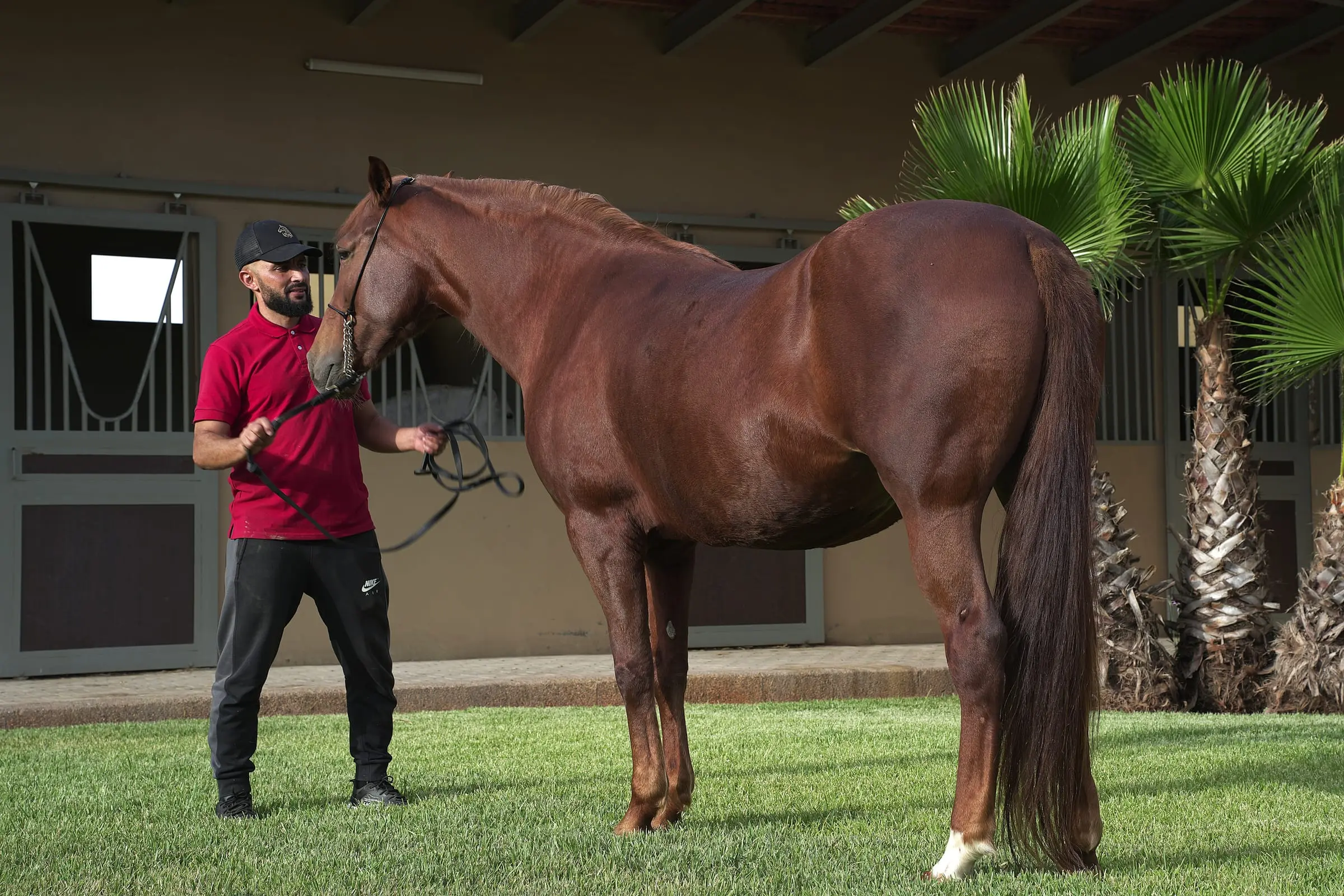 Cheval alezan présenté sur la pelouse du haras
