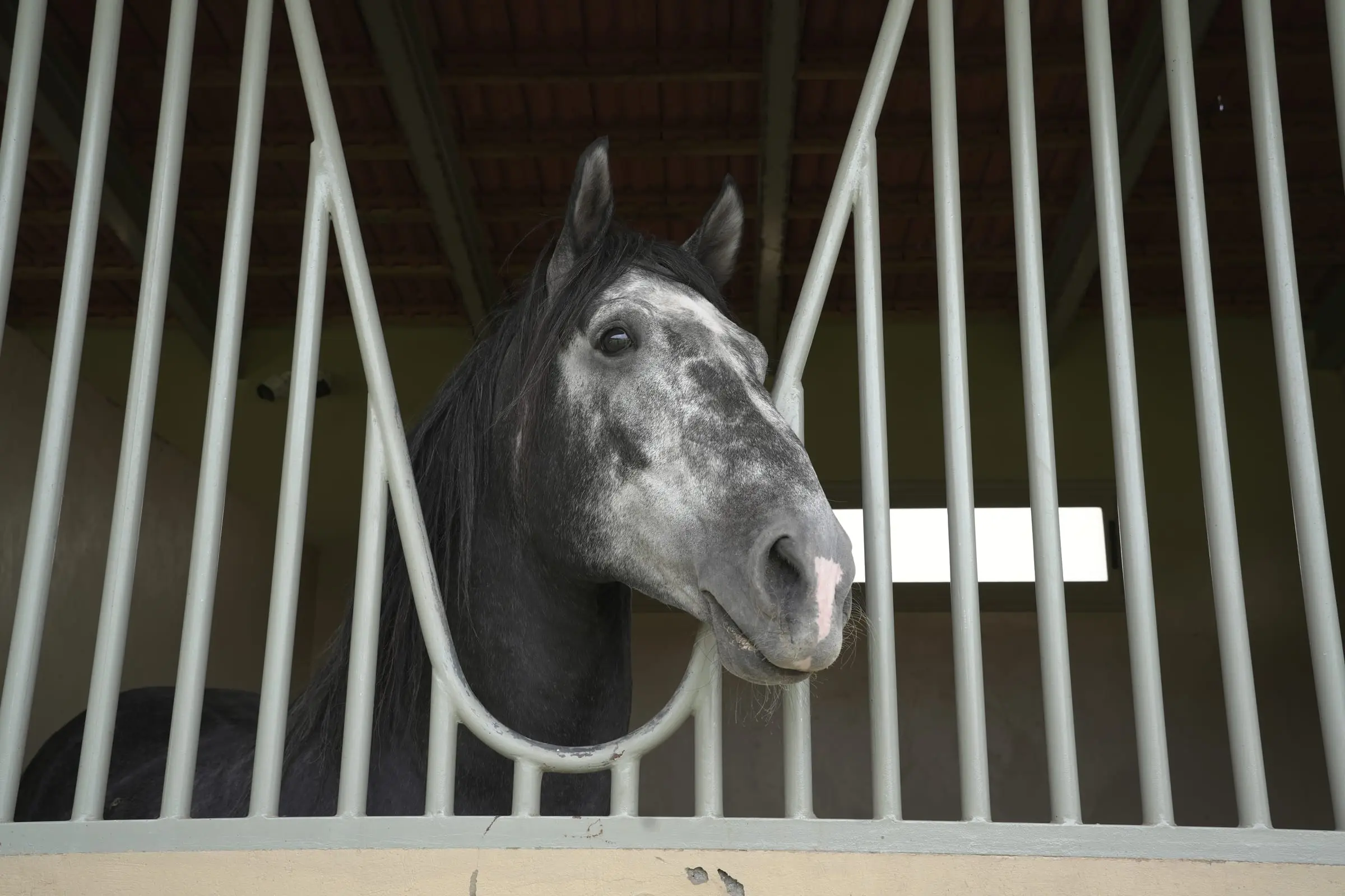 Cheval gris passant la tête entre les barreaux de son box