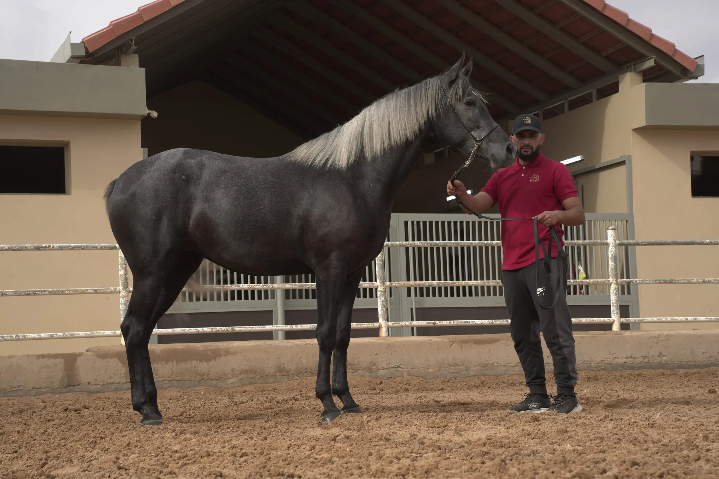 Cheval noir aux crins clairs dans la carrière