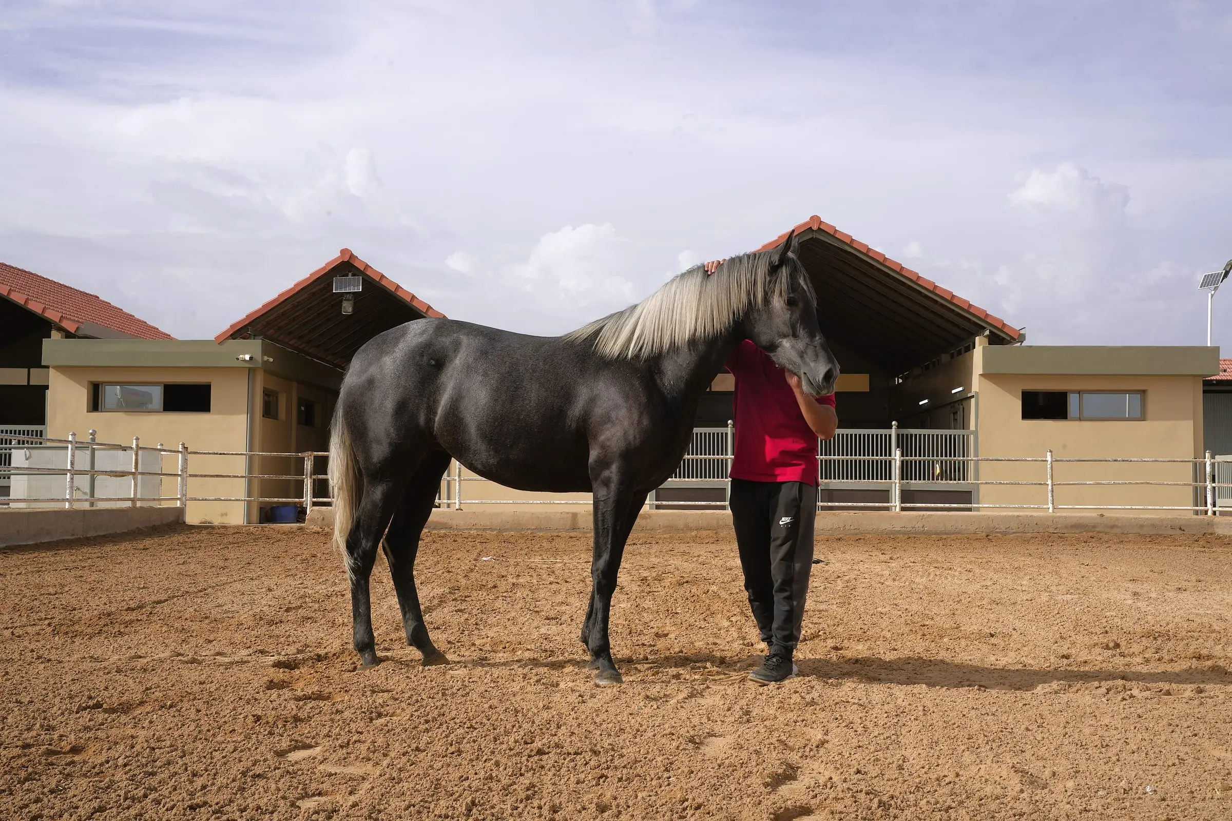 Cheval gris aux crins argentés présenté dans la carrière du haras El Adiyat, devant les écuries