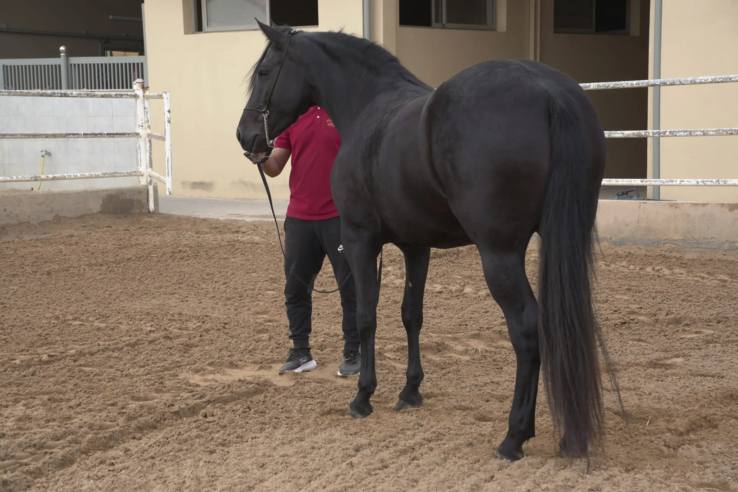 Cheval noir à l’arrêt dans la carrière en sable