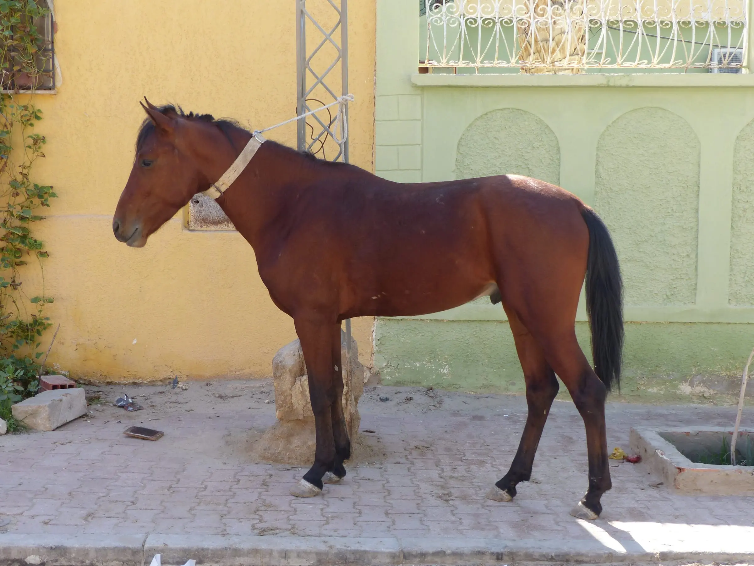 A bay Arab-Barb, photographed in Tozeur, Tunisia.