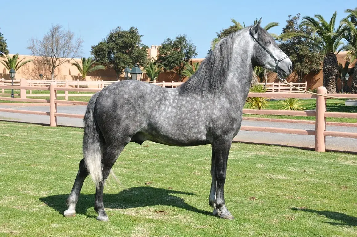 À l’arrêt et de profil, le cheval laisse voir son modèle : ici, un Barbe gris pommelé.