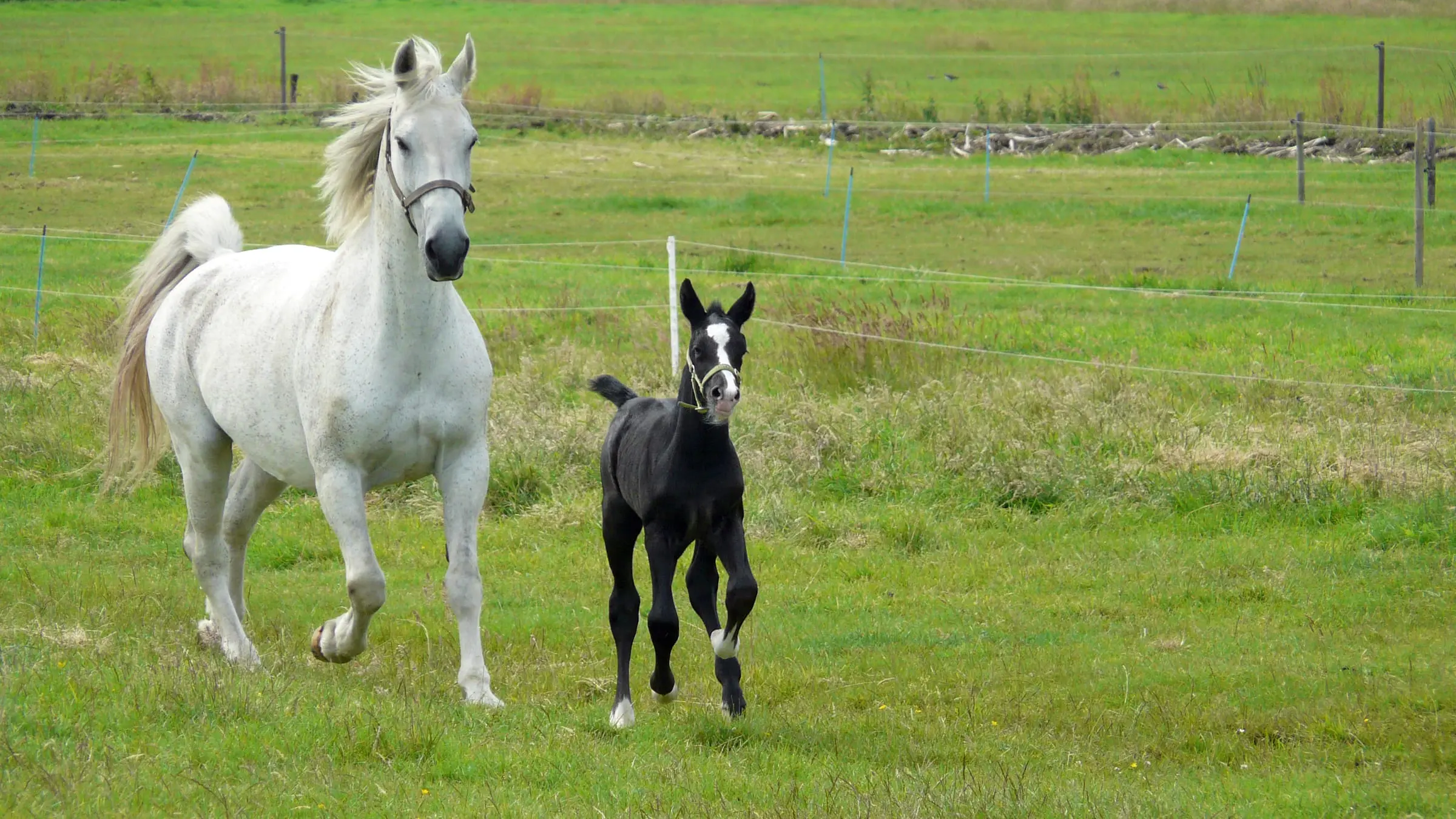 Au pré, le poulain suit sa mère au pas comme au trot.