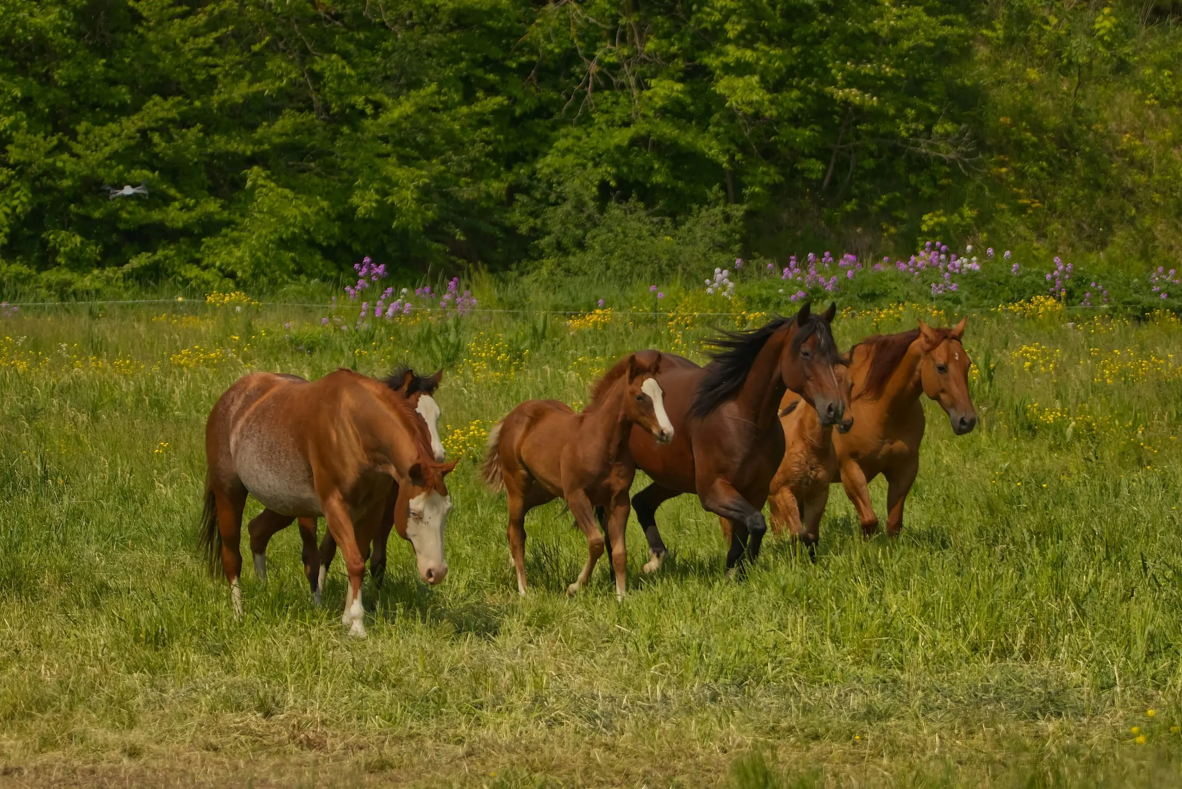 Après le sevrage, le poulain grandit au pré avec d’autres chevaux.