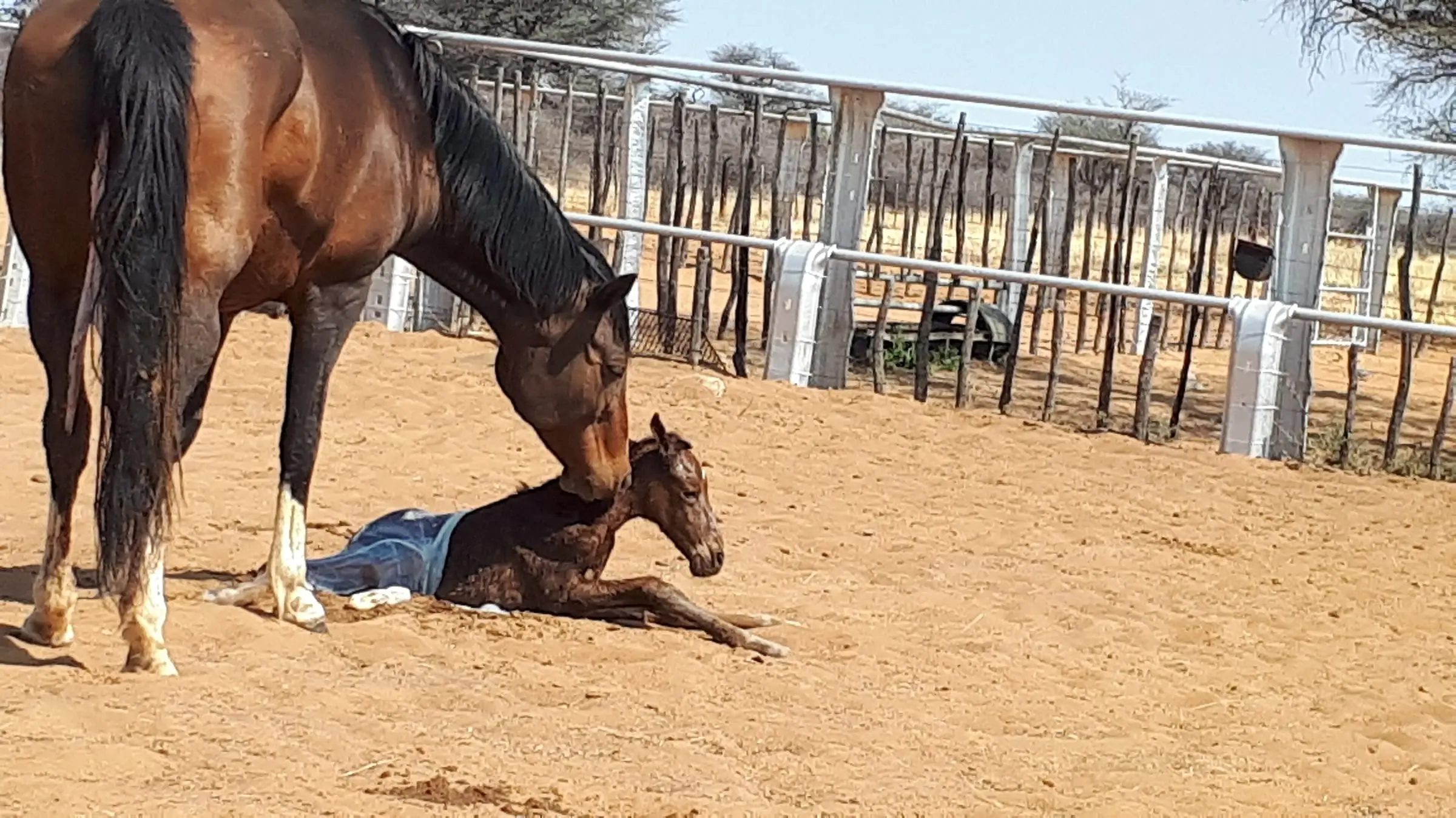 Juste après la naissance, la jument flaire et lèche son poulain.