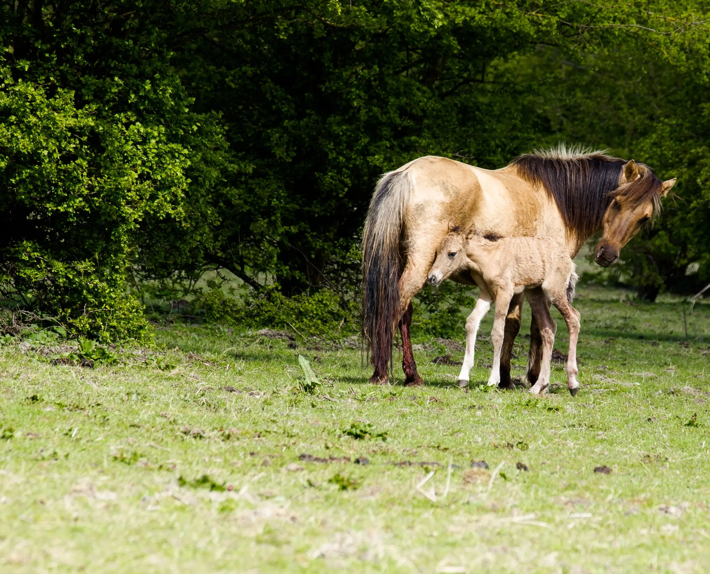 Les premières tétées apportent au poulain le colostrum et ses anticorps.