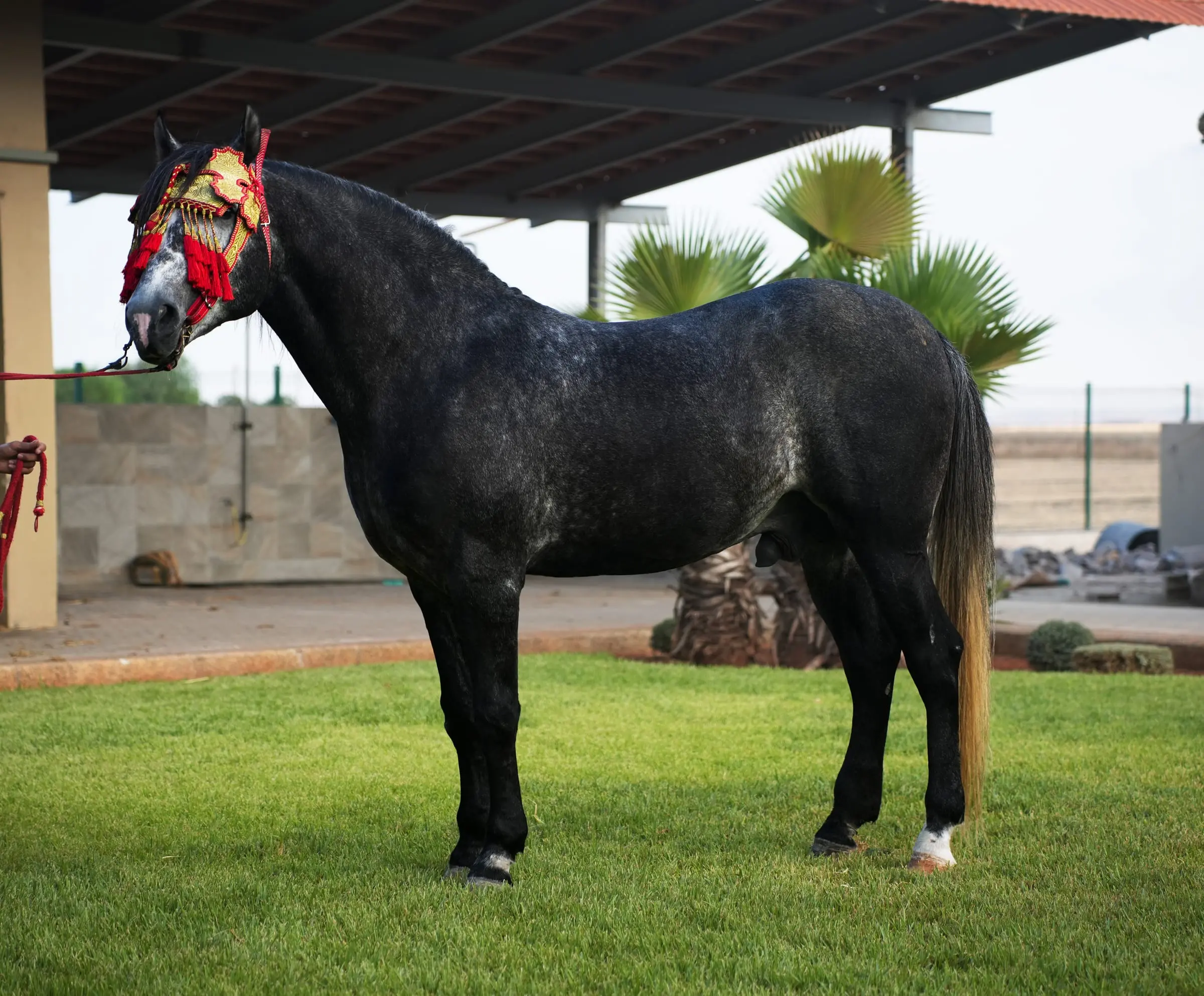 Cheval noir paré d’un harnachement rouge sur la pelouse