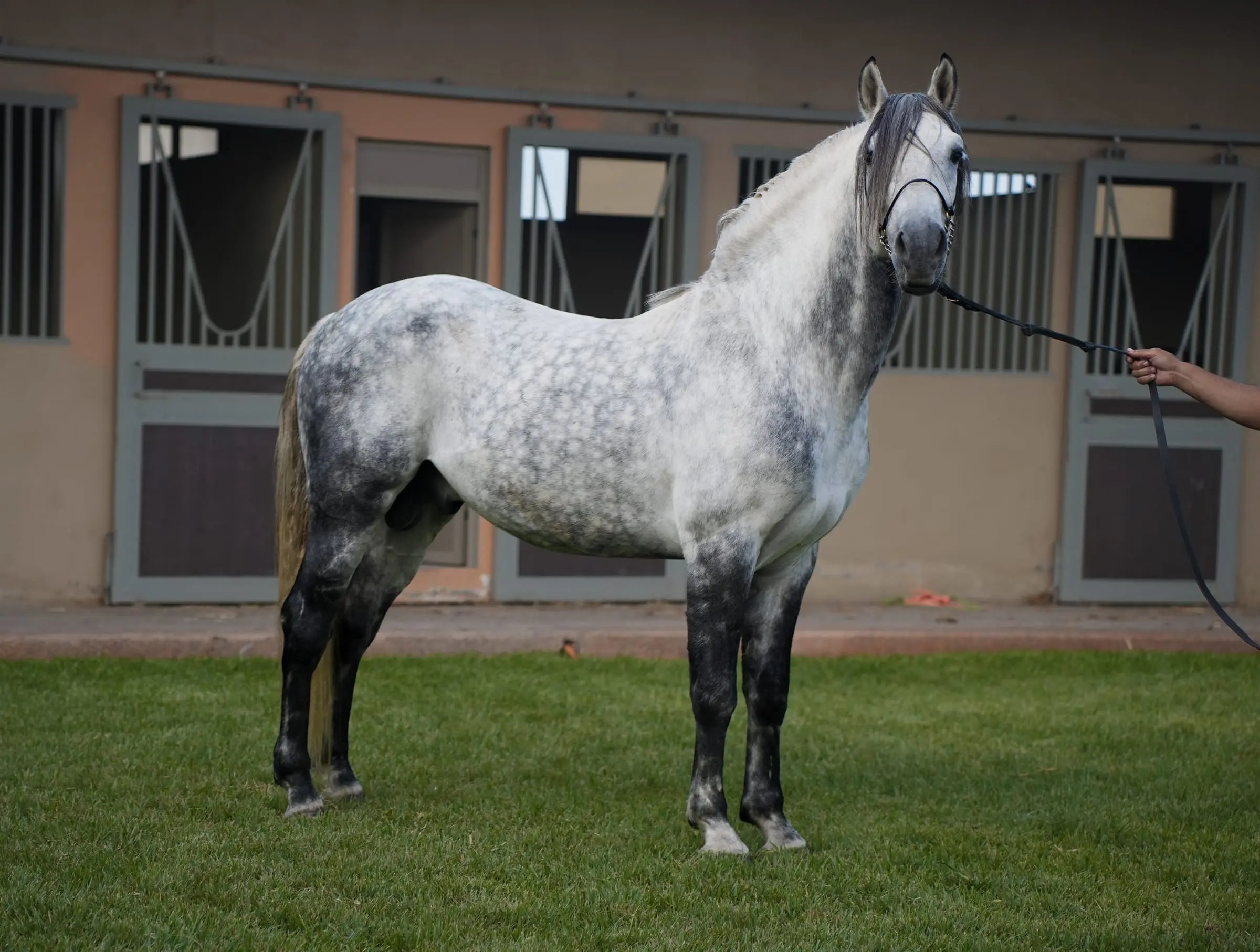 Jaoual CB, Barbe mâle
