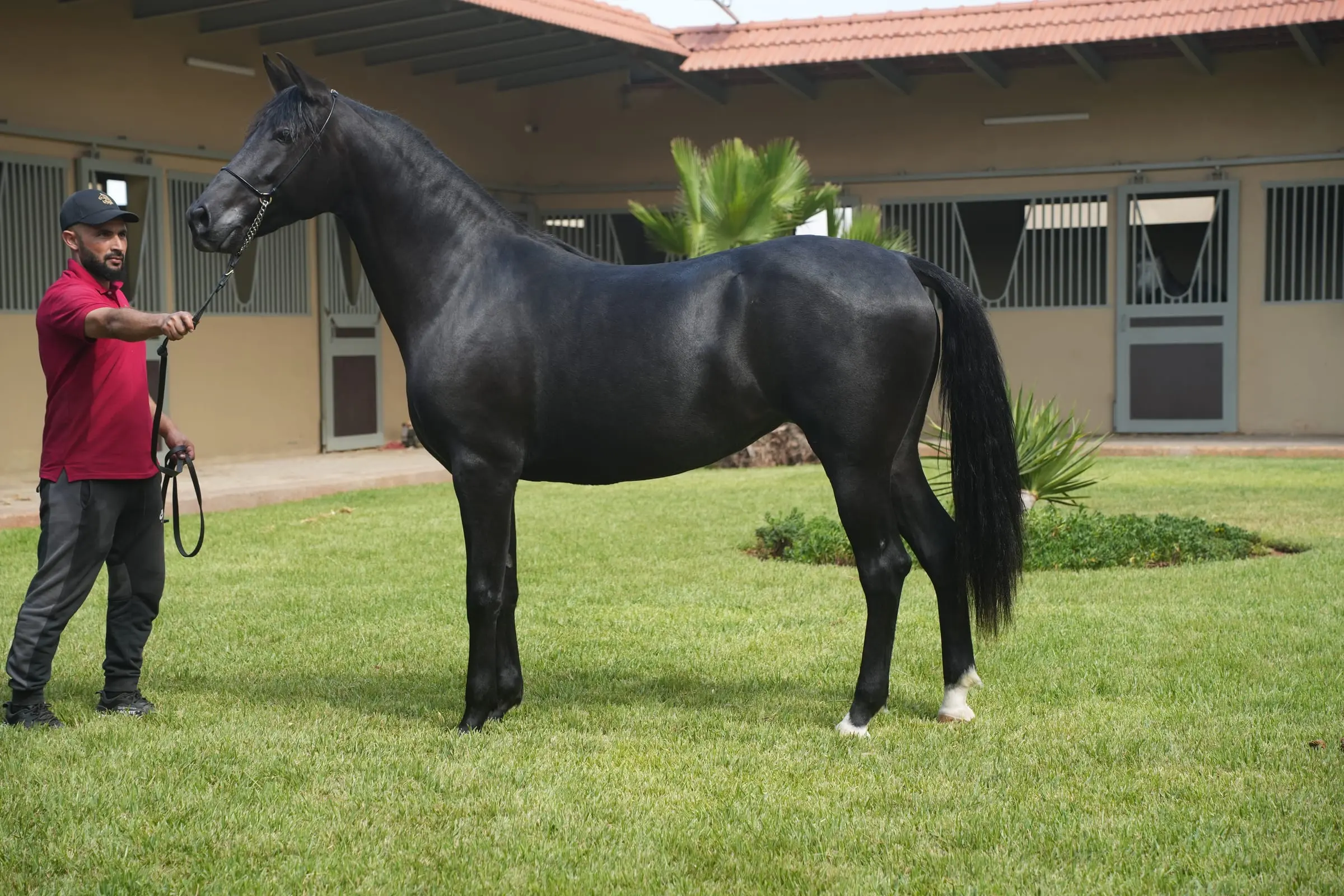 Naifia, Arabe-Barbe femelle