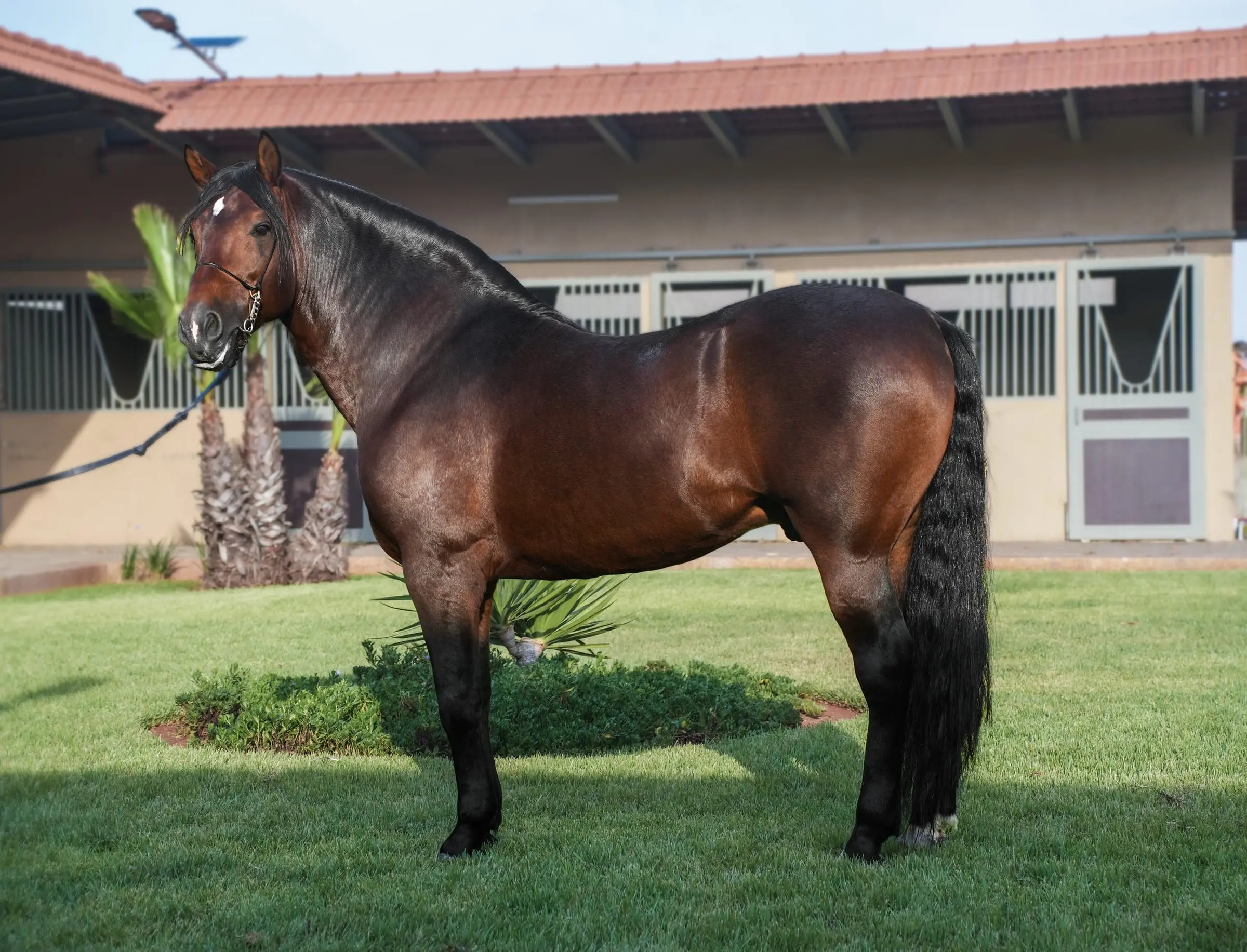 Nawrass Sahel, Arabe-Barbe mâle