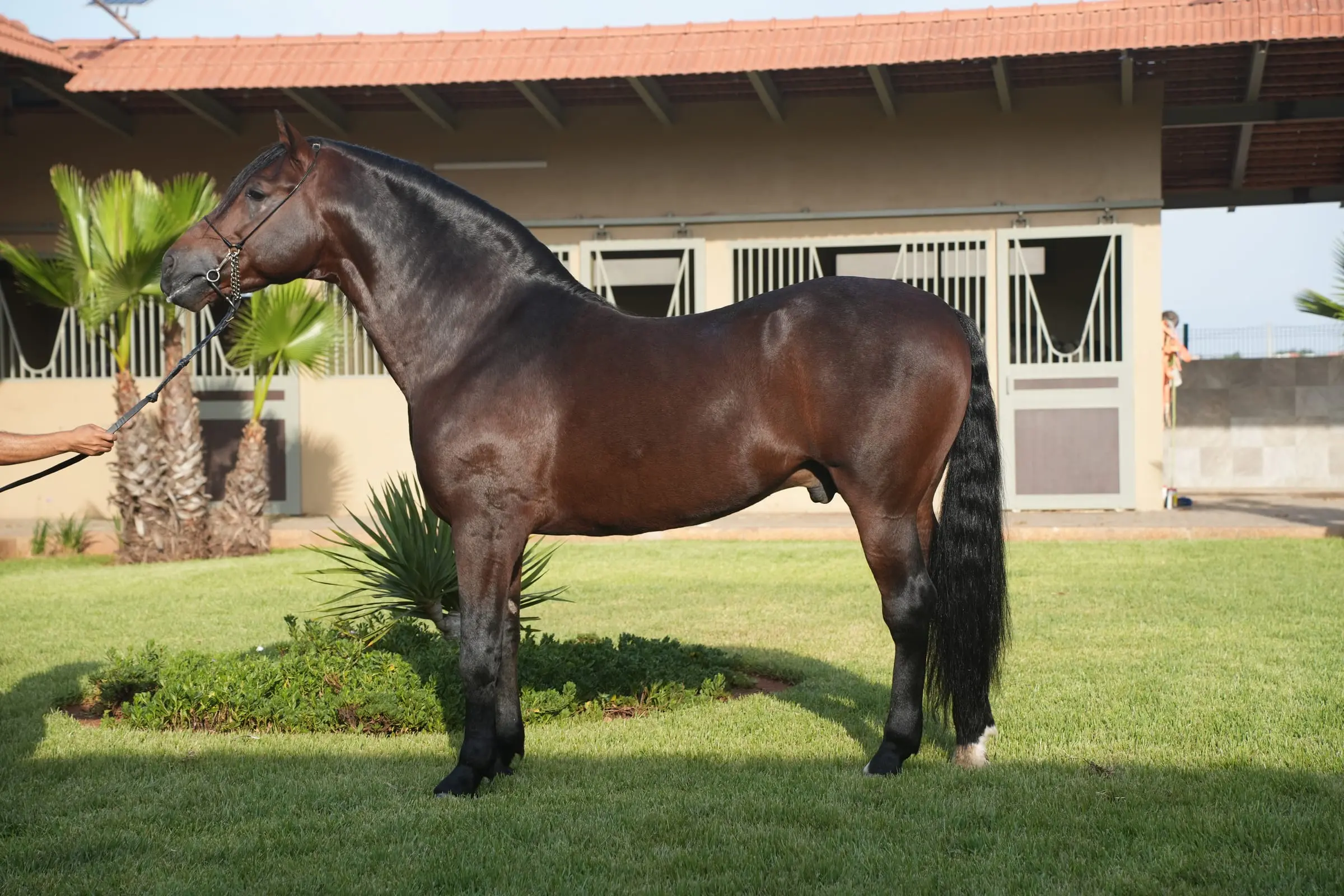 Nawrass Sahel, Arabe-Barbe mâle