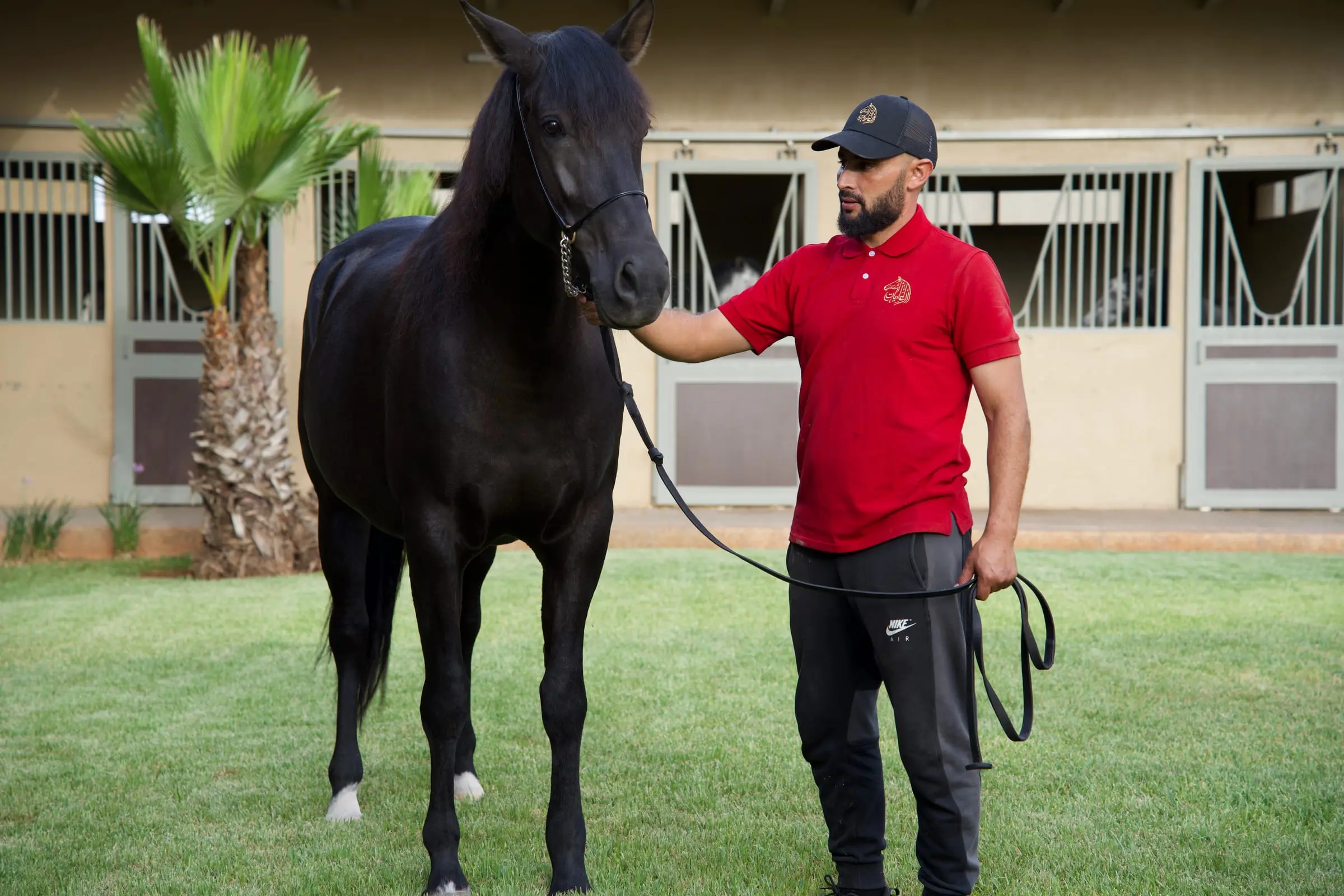 Cheval noir de face aux côtés de son palefrenier