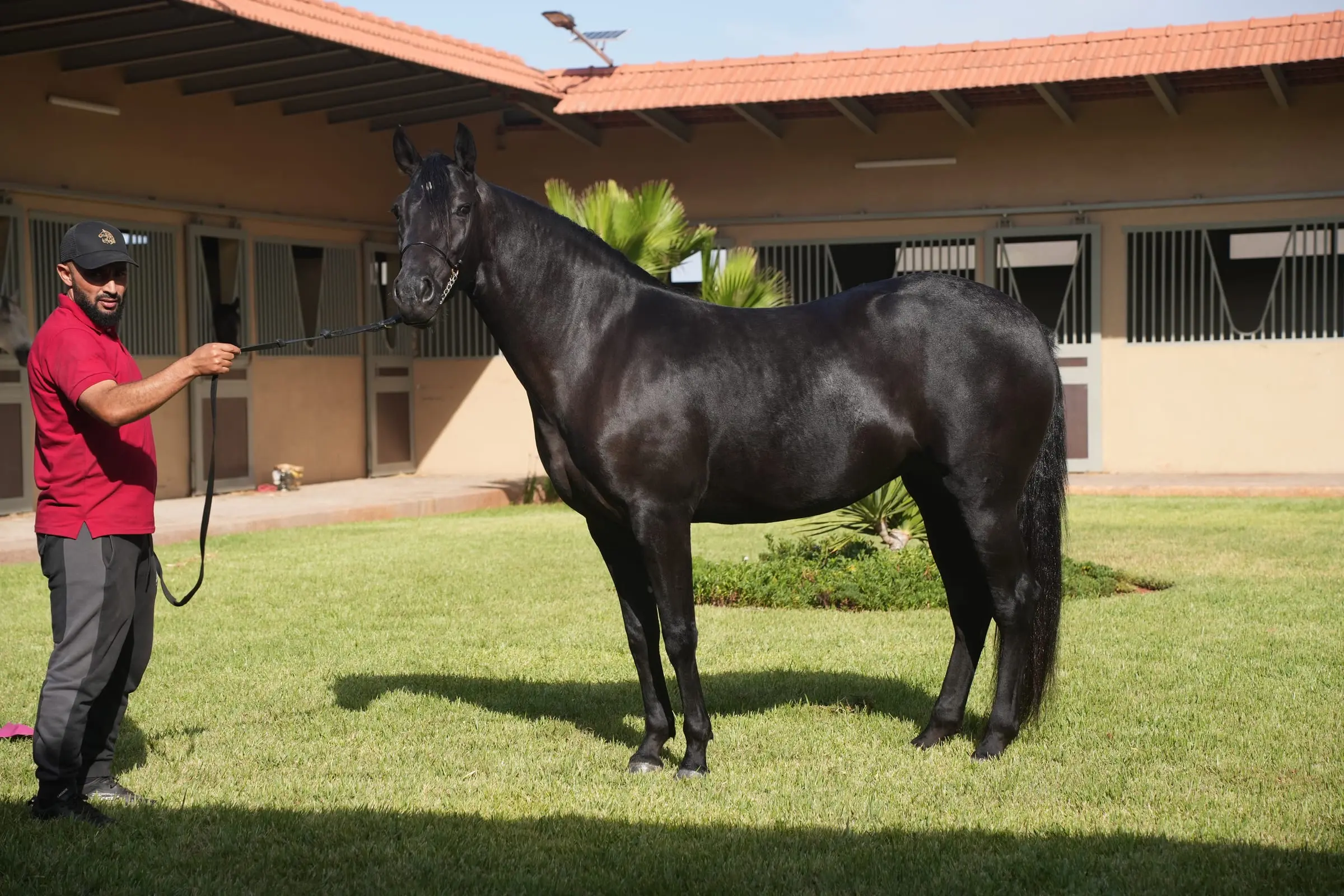 Rawdat Almarwa, Arabe-Barbe femelle