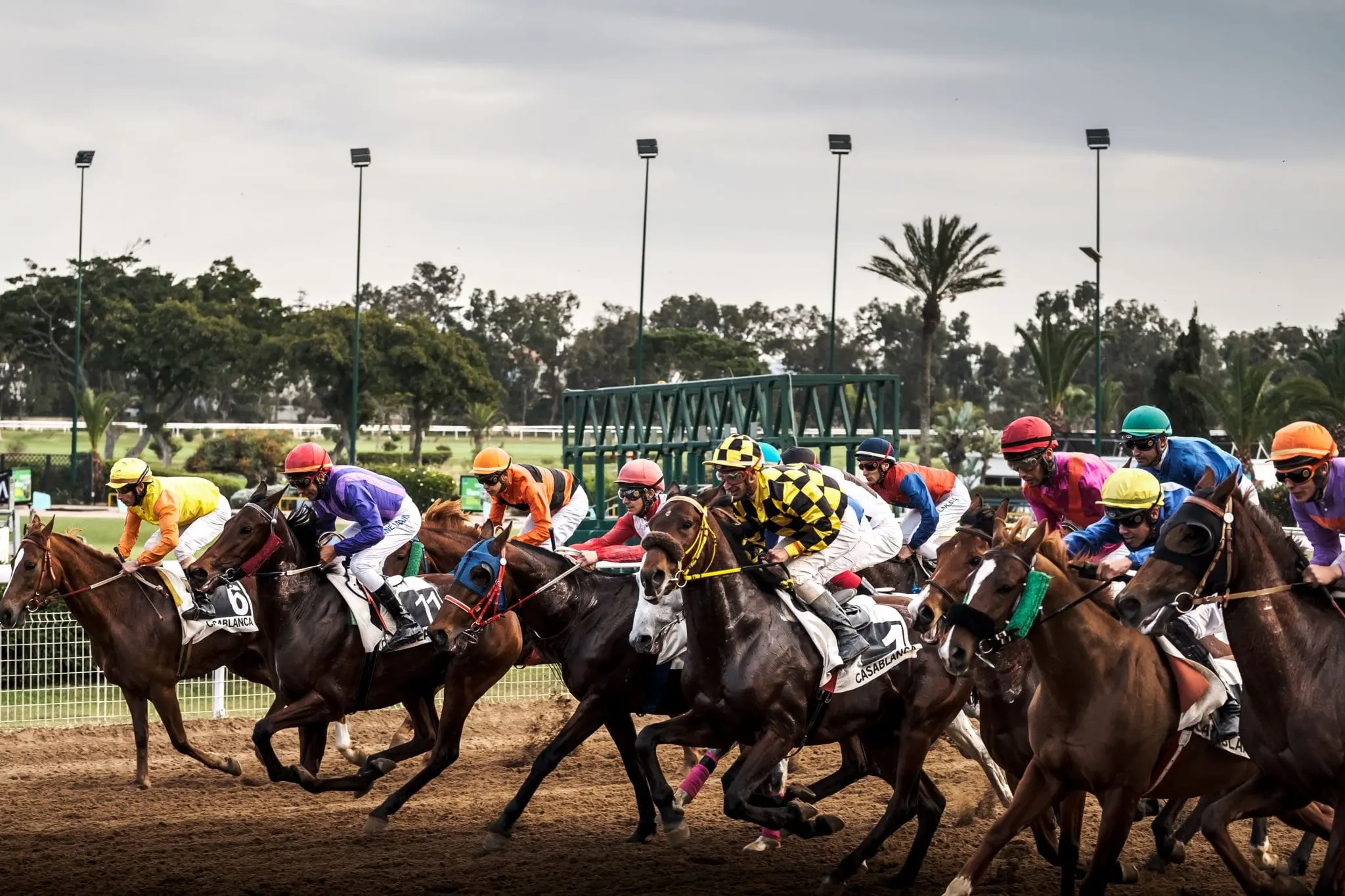 Une course hippique : la SOREC en organise plus de 3 000 chaque année.