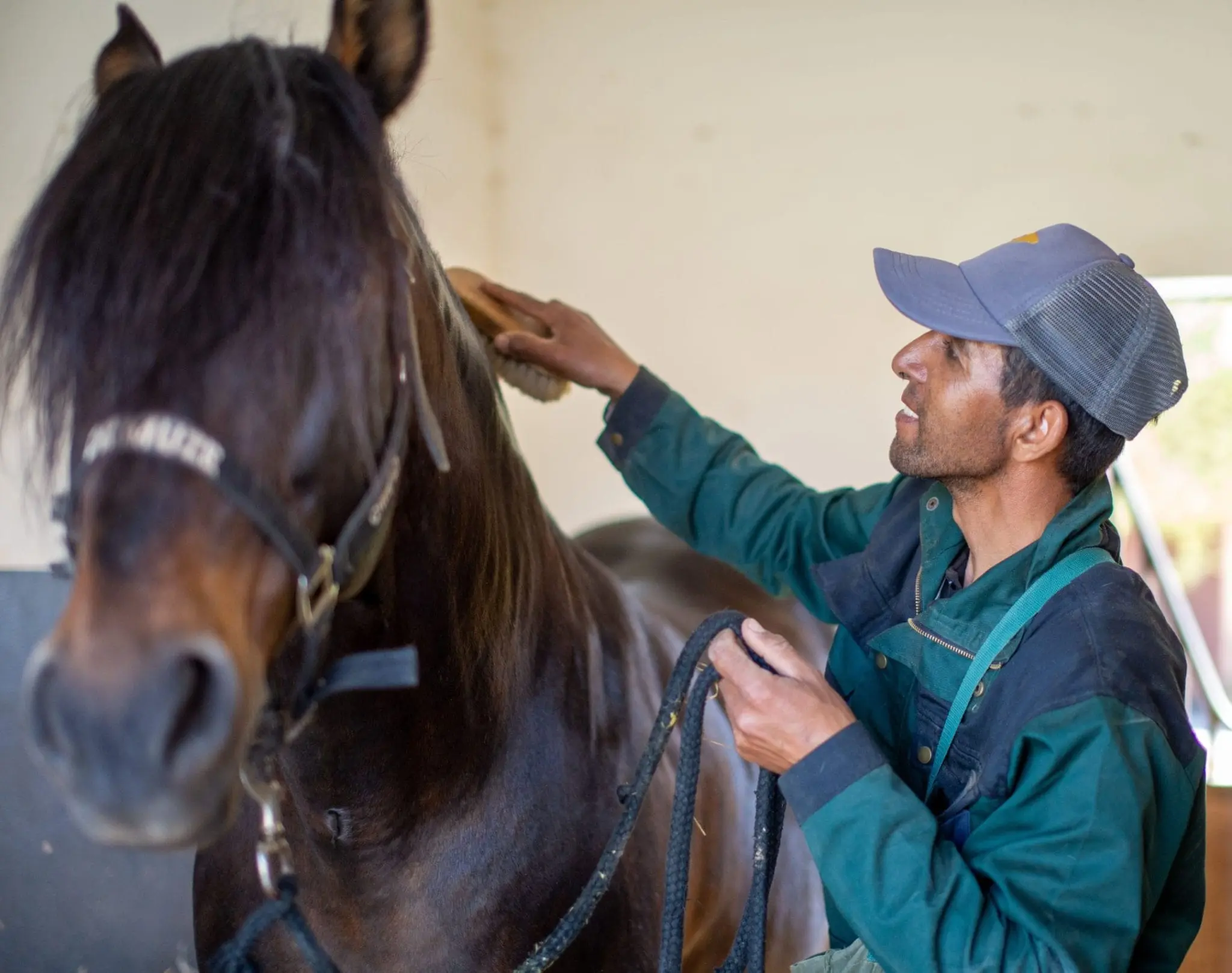 Pansage dans un haras : un cheval calme se manipule facilement au quotidien.
