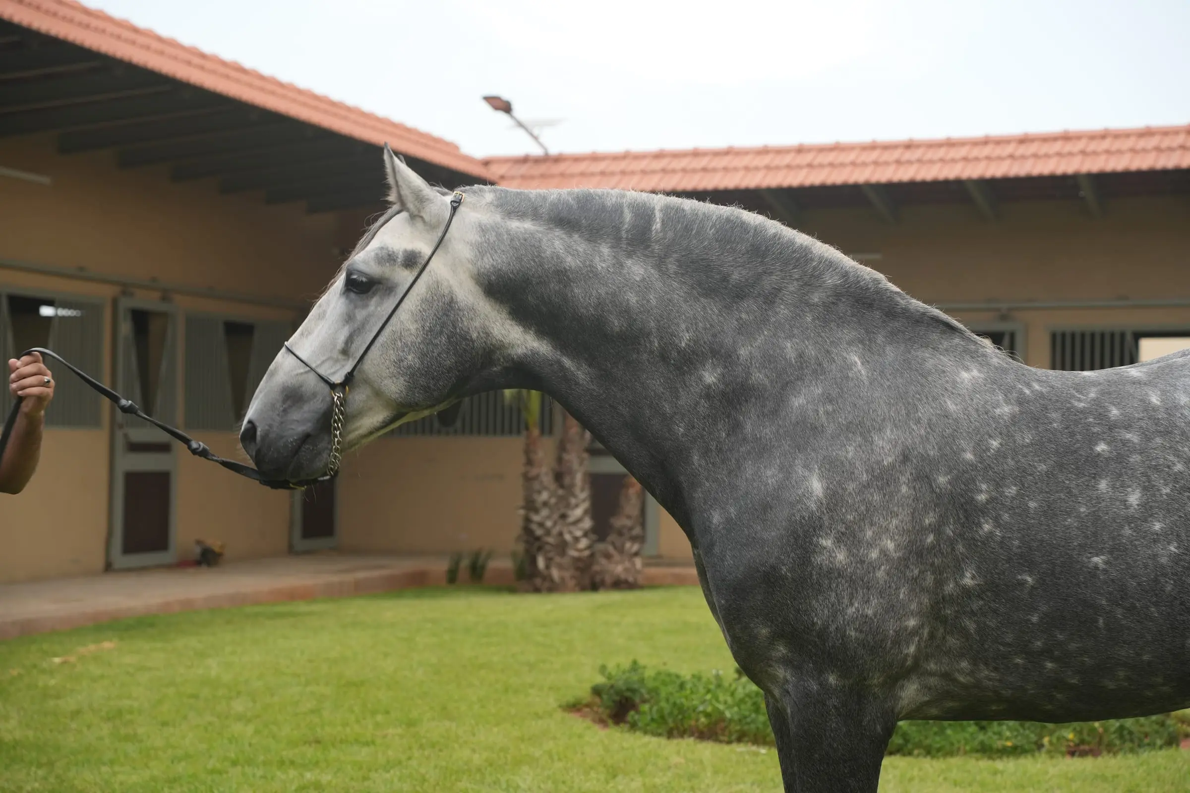 Encolure et tête d’un cheval gris pommelé