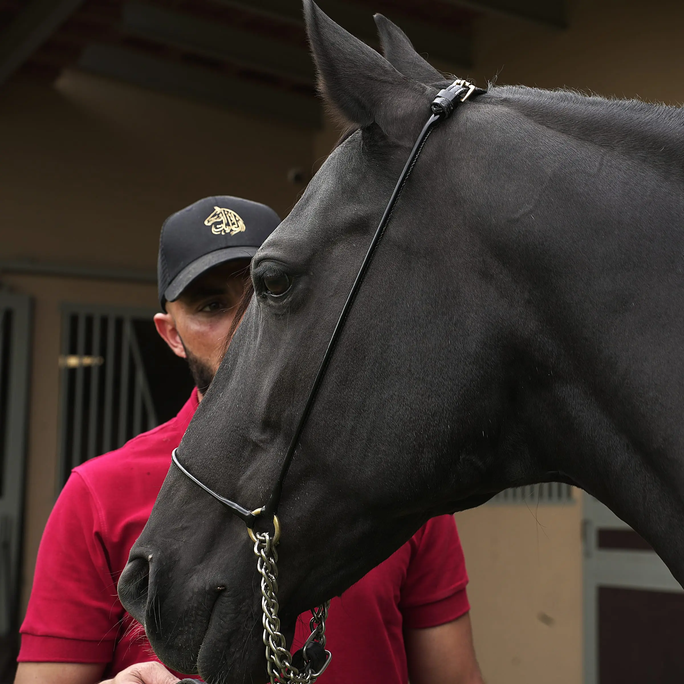 Portrait d’un cheval noir tenu par son palefrenier